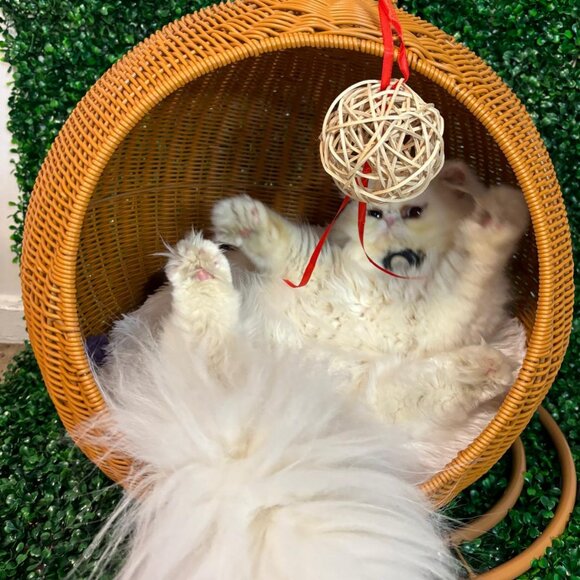 Egg Chair for small pet - Picture 1 of 6
